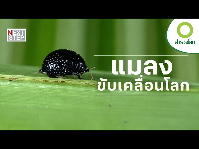 จากแมลงสู่เทคโนโลยี พลังเล็กๆ ที่พาเราไปไกลถึงดวงดาว | สารคดี สำรวจโลก แมลงขับเคลื่อนโลก