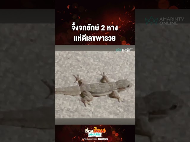 จิ้งจกยักษ์ 2 หาง แห่ตีเลขพารวย | เรื่องร้อนอมรินทร์