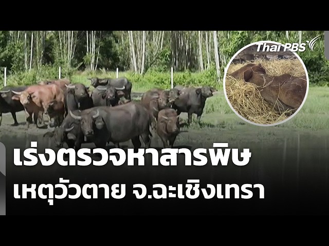 เร่งตรวจหาสารพิษ เหตุวัวตาย จ.ฉะเชิงเทรา | สถานีร้องเรียน | 29 ต.ค. 69