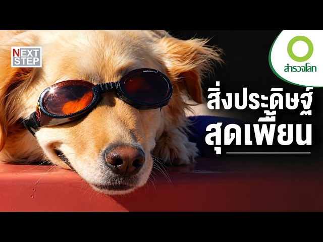 ไอเดียหลุดโลกของคนรักสัตว์ | สารคดี สำรวจโลก ตอน สิ่งประดิษฐ์เพื่อสัตว์เลี้ยง