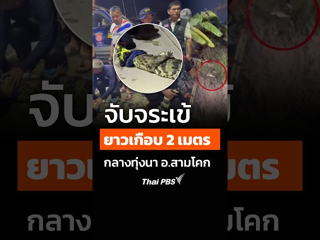 จับจระเข้ยาวเกือบ 2 เมตร กลางทุ่งนาสามโคก #thaipbs