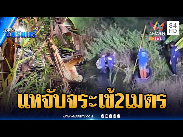 นาทีตะครุบจับจระเข้ยาว 2 เมตร จ่อส่งบึงบอระเพ็ด | ข่าวเที่ยงอมรินทร์ | 29 ต.ค. 69