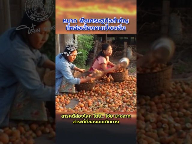 หมาก พืชเศรษฐกิจสำคัญของเปิ่งเคลิ่ง หมู่บ้านสุดเขตชายแดนไทย-เมียนมา #ชายแดน #หมาก #อุ้มผาง