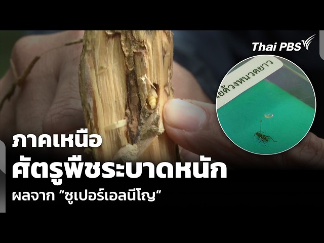 ภาคเหนือ ศัตรูพืชระบาดหนัก ผลจาก “ซูเปอร์เอลนีโญ” | จับตารอบทิศ | 23 ก.ย. 69