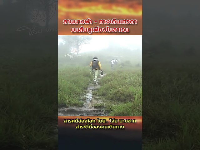 ลานนางฟ้าและทางเดินเทวดา ธรรมชาติอันบริสุทธิ์ บนสันภูเพียงโบลาเวน สปป.ลาว #ภูเพียงโบลาเวน #มอส