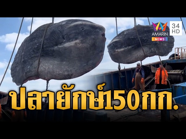 จีนตะลึง! ปลาแสงอาทิตย์ยักษ์น้ำหนัก 150 กก. | ข่าวอรุณอมรินทร์ | 31/10/69