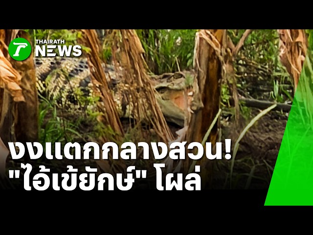 งงแตกกลางสวน! ไอ้เข้ยักษ์โผล่กลางดงกล้วย | 29 ต.ค. 69 | ห้องข่าวหัวเขียว