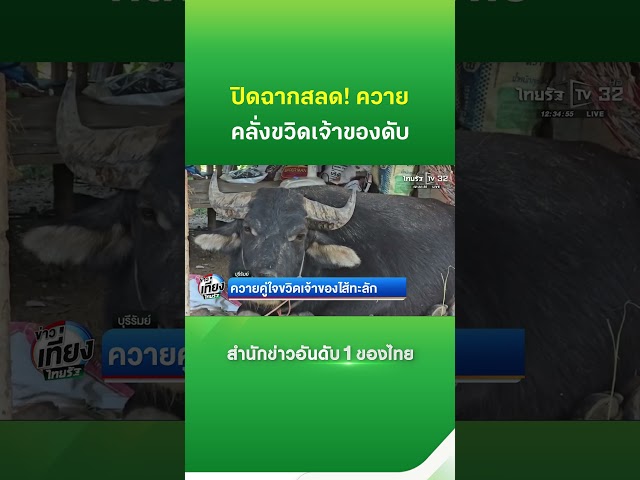 ปิดฉากสลด! ควายตัวโปรดคลั่ง ขวิดเจ้าของไส้ทะลักดับ | Thairath
