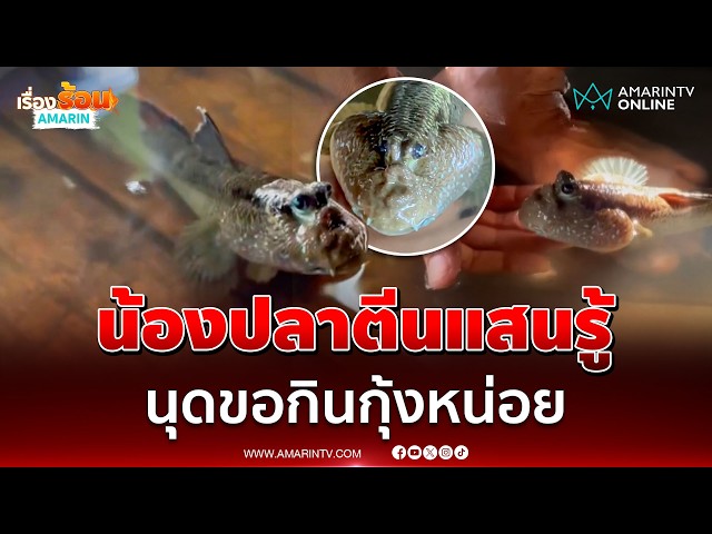 ปลาตีนแสนรู้ว่ายน้ำขอกินกุ้งจากชาวบ้าน ฉลาดเกินเบอร์ | เรื่องร้อนอมรินทร์