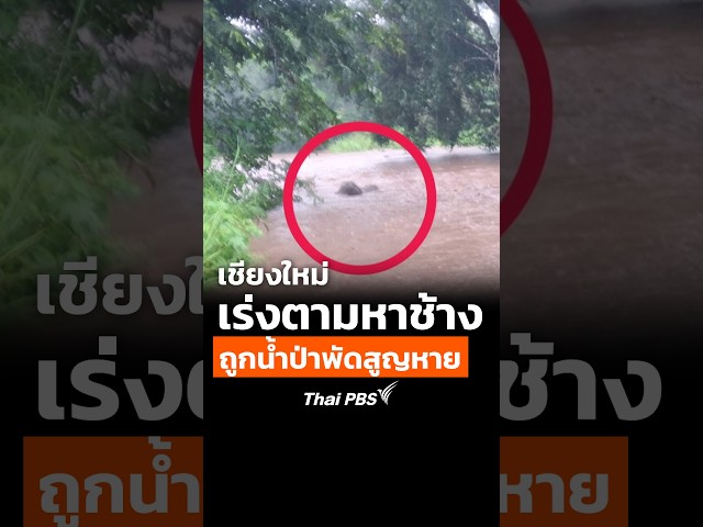 เชียงใหม่ เร่งตามหาช้าง ถูกน้ำป่าพัดสูญหาย | ทันข่าว | 19 ก.ย. 69