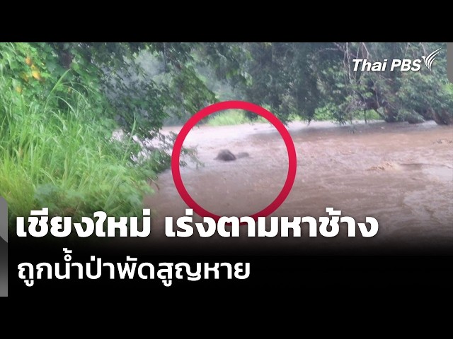 เชียงใหม่ เร่งตามหาช้าง ถูกน้ำป่าพัดสูญหาย | ทันข่าว | 19 ก.ย. 69